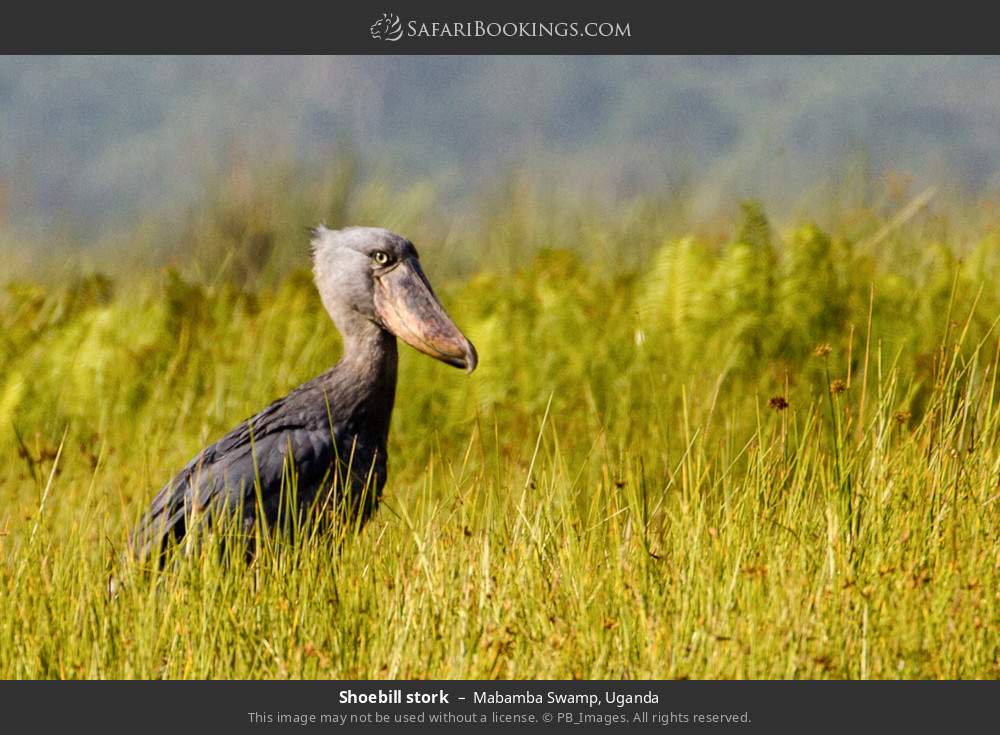 Shoebill in Mabamba Swamp, Uganda