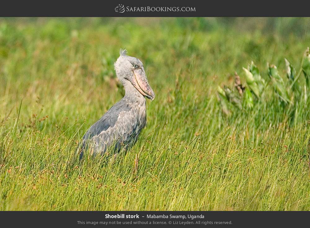 Shoebill stork in Mabamba Swamp, Uganda