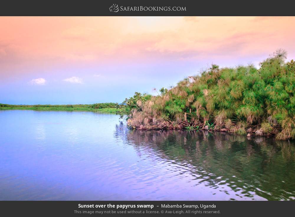 Sunset over the papyrus swamp in Mabamba Swamp, Uganda