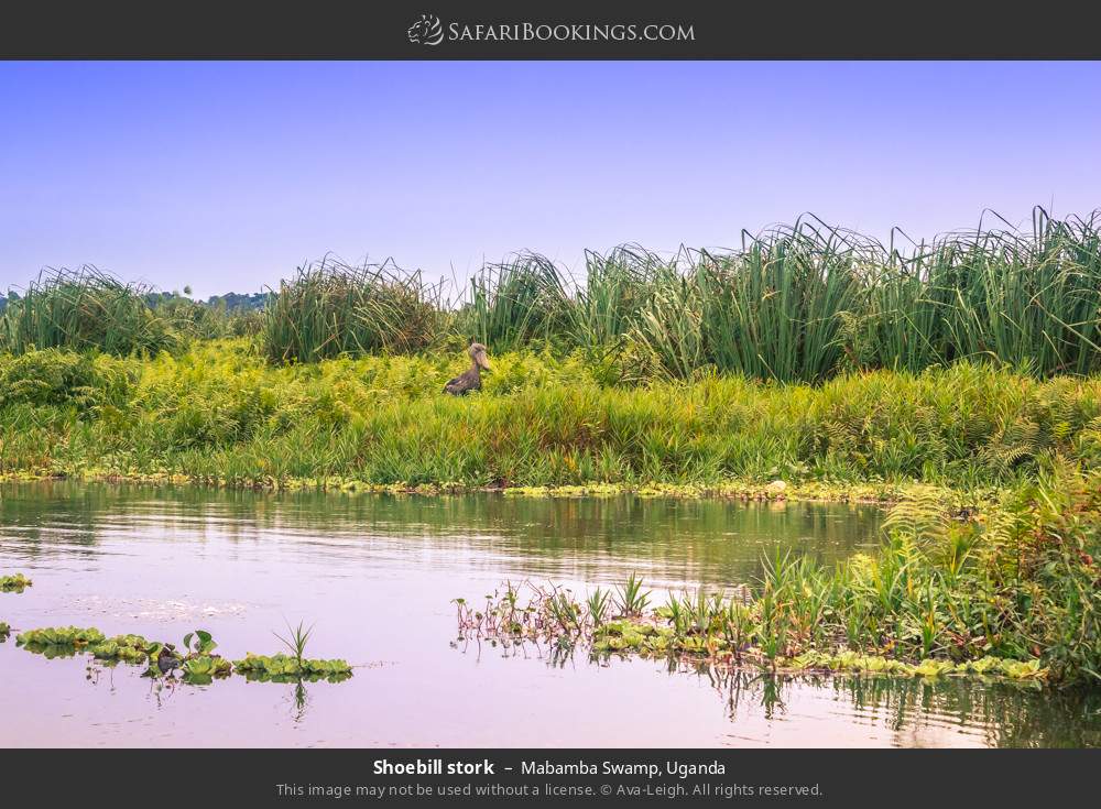 Shoebill in wetland habitat in Mabamba Swamp, Uganda