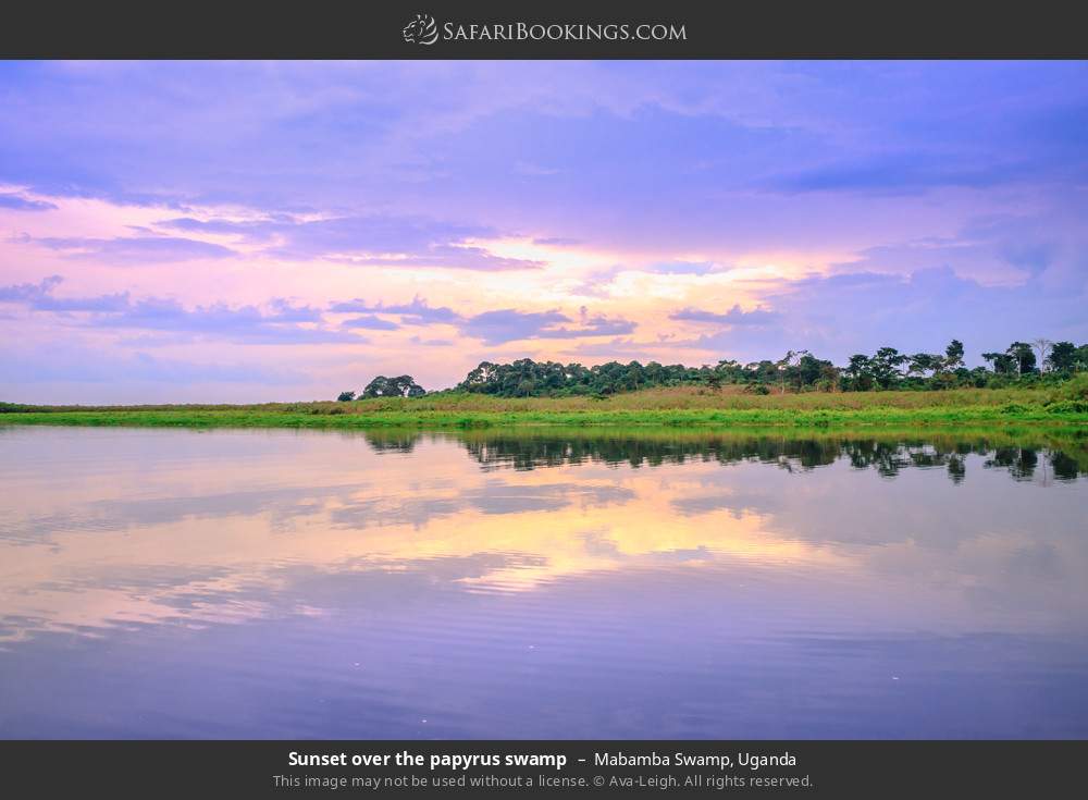 Sunset over the papyrus swamp in Mabamba Swamp, Uganda