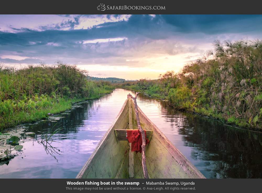 Wooden fishing boat in the swamp in Mabamba Swamp, Uganda