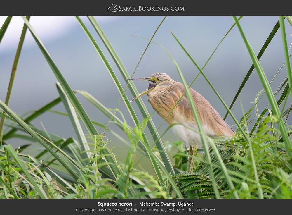 Squacco heron in Mabamba Swamp, Uganda