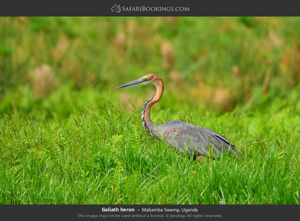 Goliath heron in Mabamba Swamp, Uganda