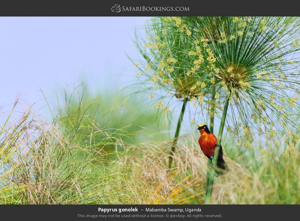 Papyrus gonolek in Mabamba Swamp, Uganda