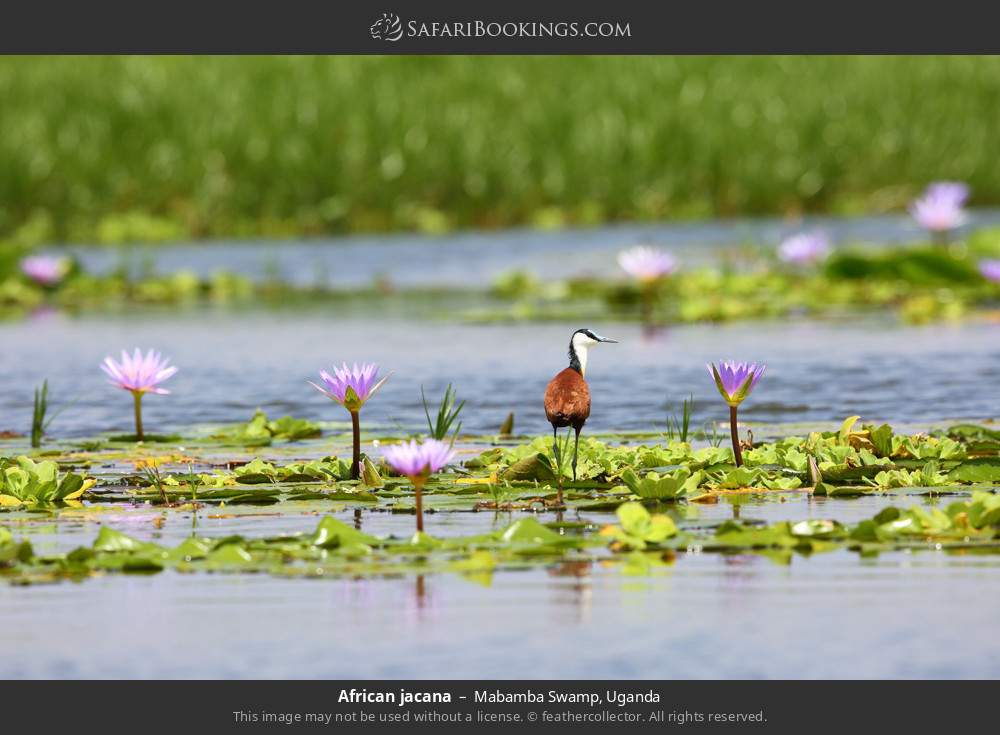 African jacana in Mabamba Swamp, Uganda