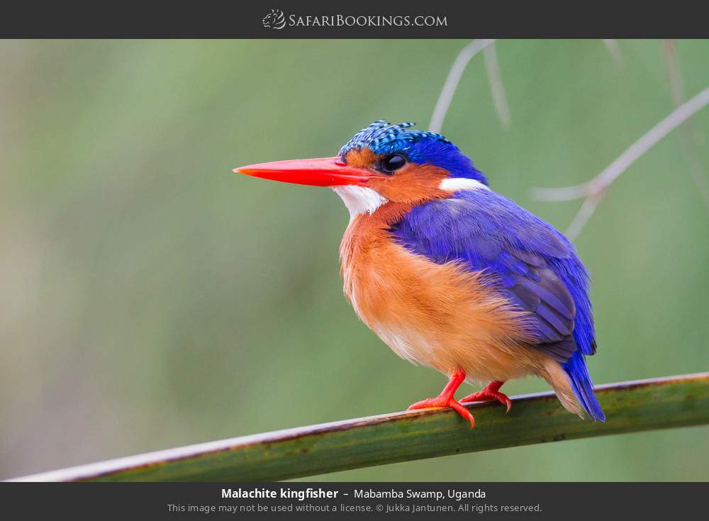 Malachite kingfisher in Mabamba Swamp, Uganda