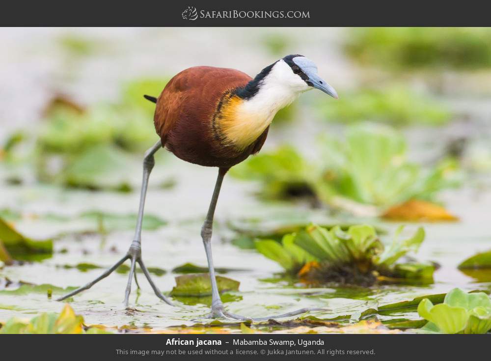 African jacana in Mabamba Swamp, Uganda