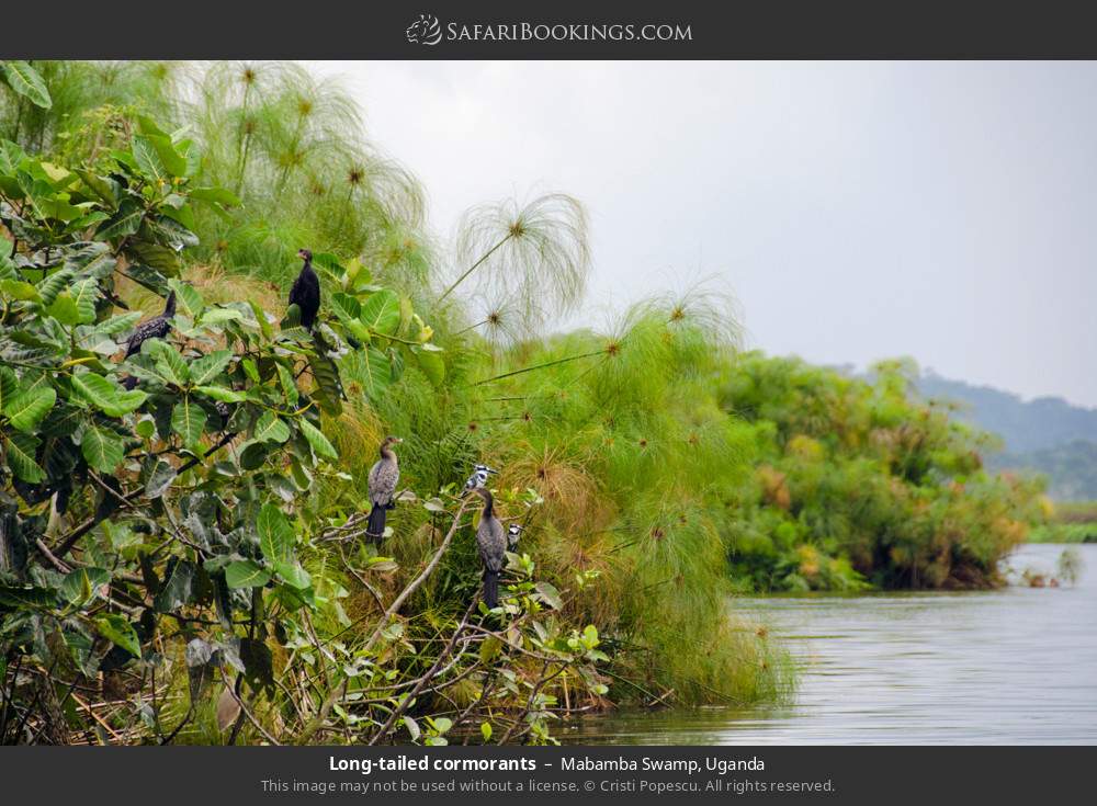 Long-tailed cormorants in Mabamba Swamp, Uganda