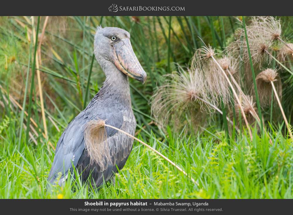 Shoebill in papyrus habitat in Mabamba Swamp, Uganda