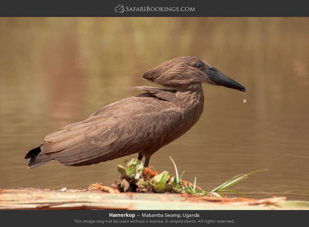 Hamerkop in Mabamba Swamp, Uganda