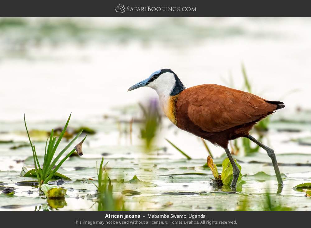 African jacana in Mabamba Swamp, Uganda