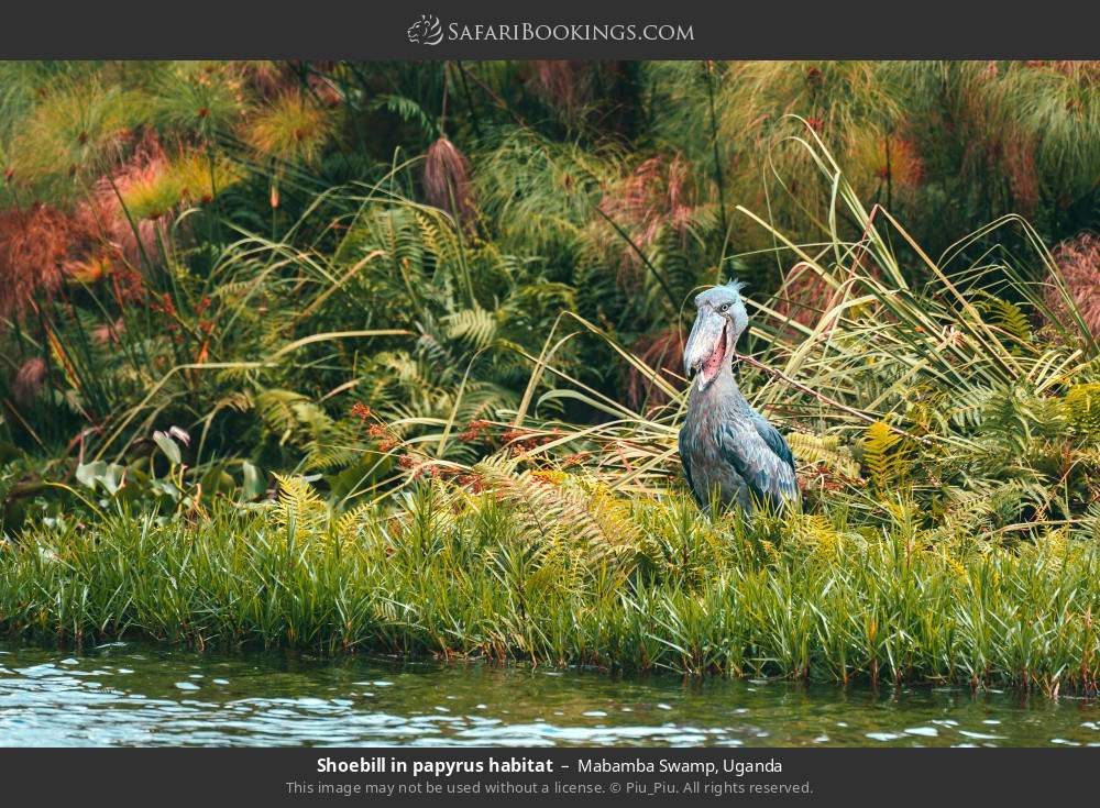 Shoebill in papyrus habitat in Mabamba Swamp, Uganda