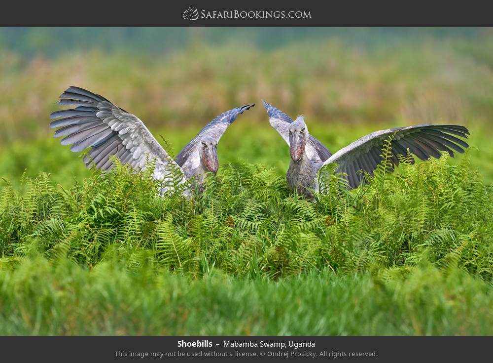 Shoebills in Mabamba Swamp, Uganda