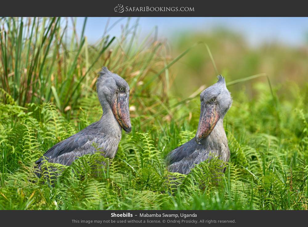 Shoebills in Mabamba Swamp, Uganda