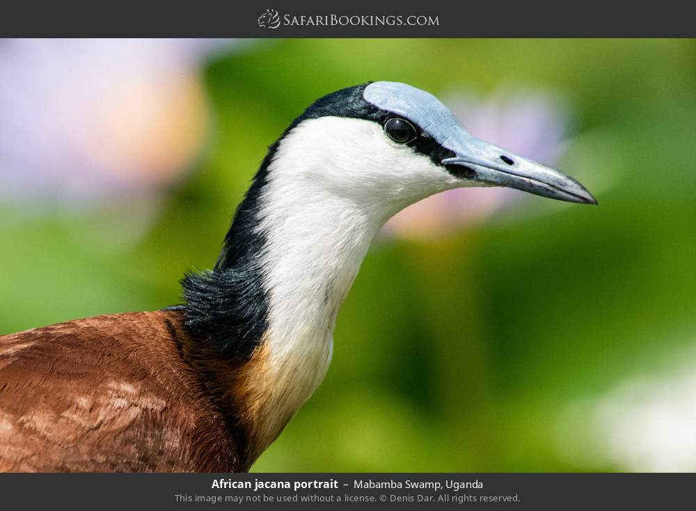 African jacana in Mabamba Swamp, Uganda