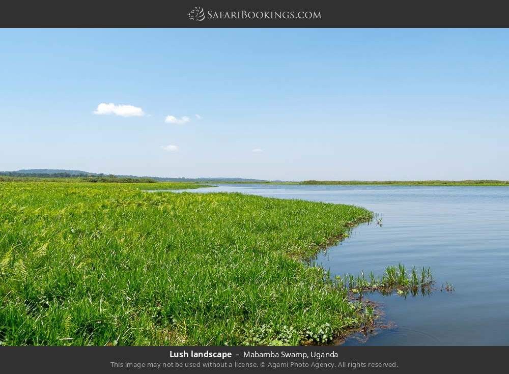 Lush landscape in Mabamba Swamp, Uganda