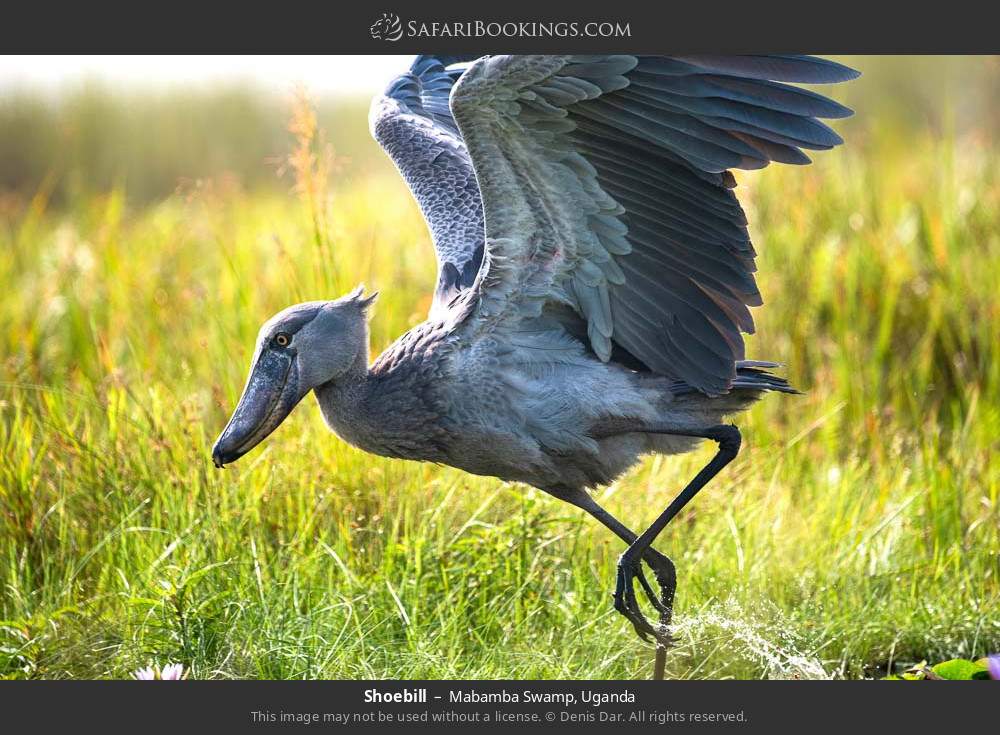 Shoebill in Mabamba Swamp, Uganda