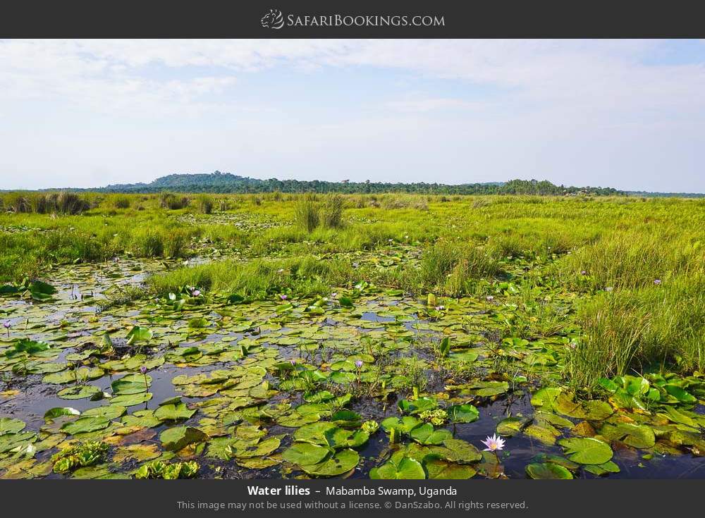 Water lilies in Mabamba Swamp, Uganda