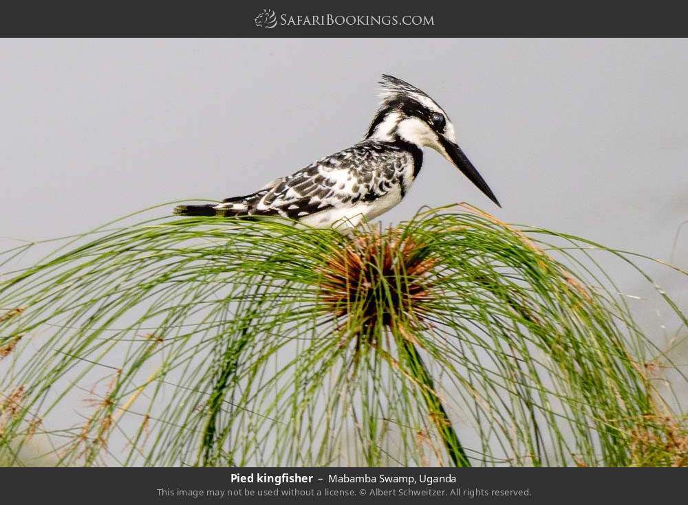 Pied kingfisher in Mabamba Swamp, Uganda