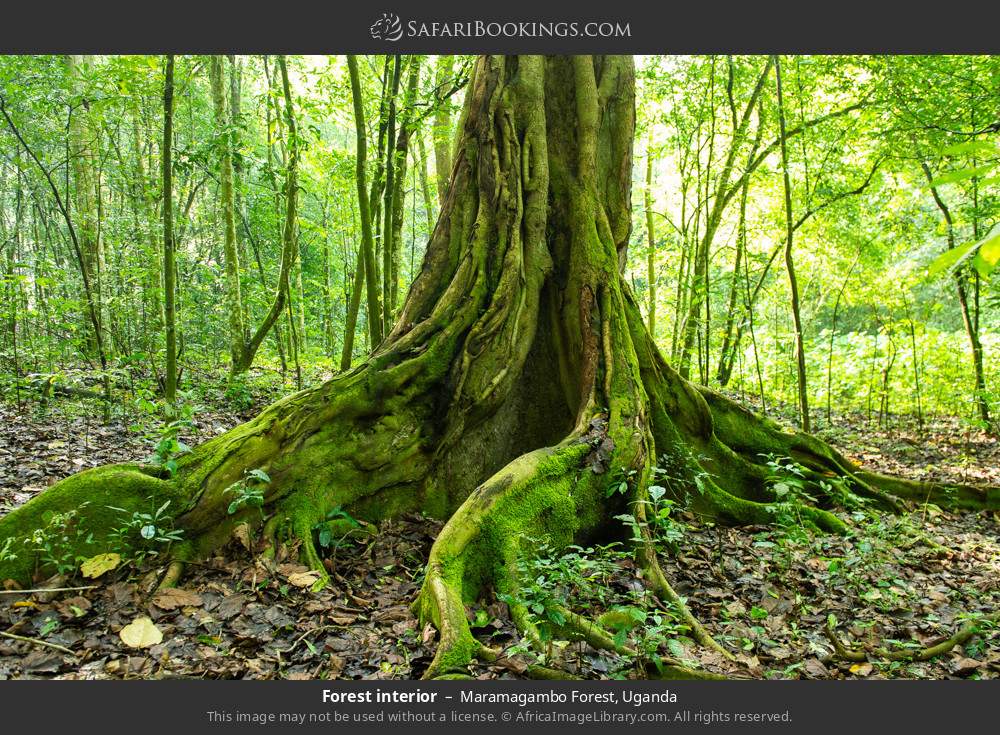 Forest interior in Maramagambo Forest, Uganda