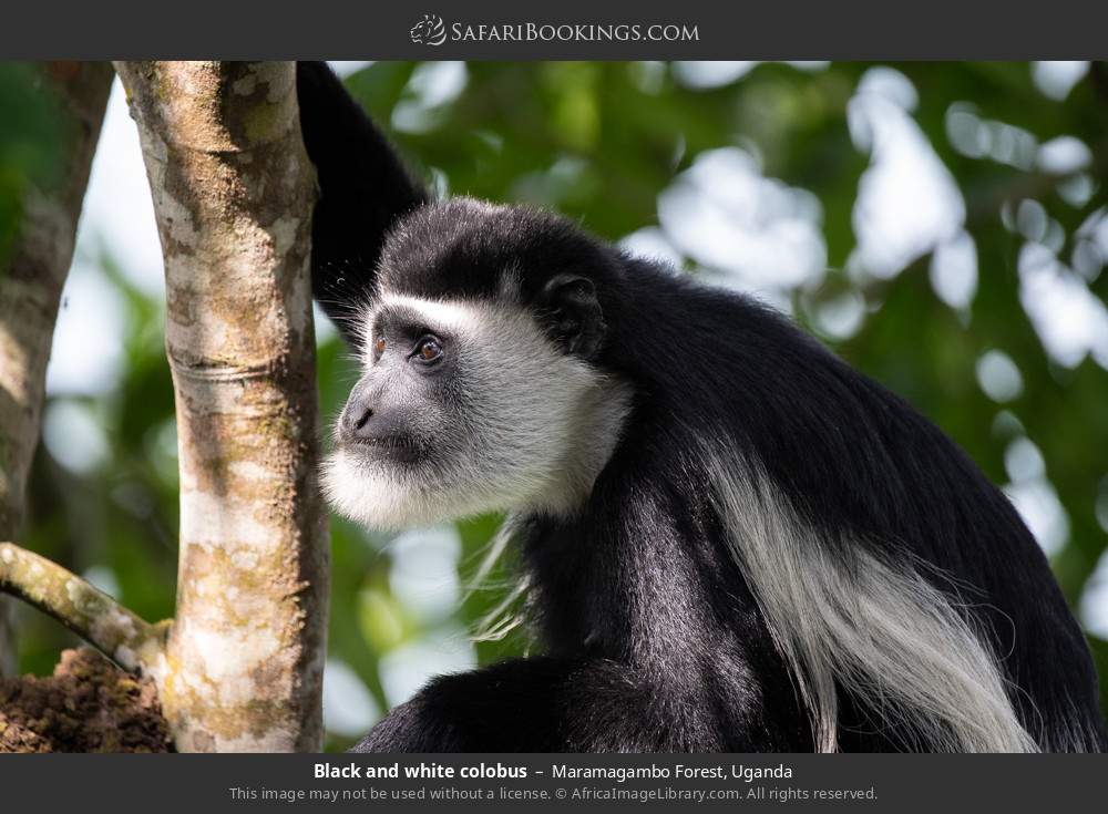 Black and white colobus in Maramagambo Forest, Uganda