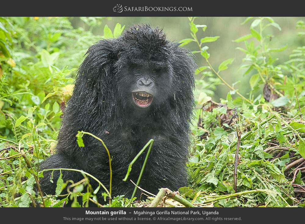 Mountain gorilla in Mgahinga Gorilla National Park, Uganda