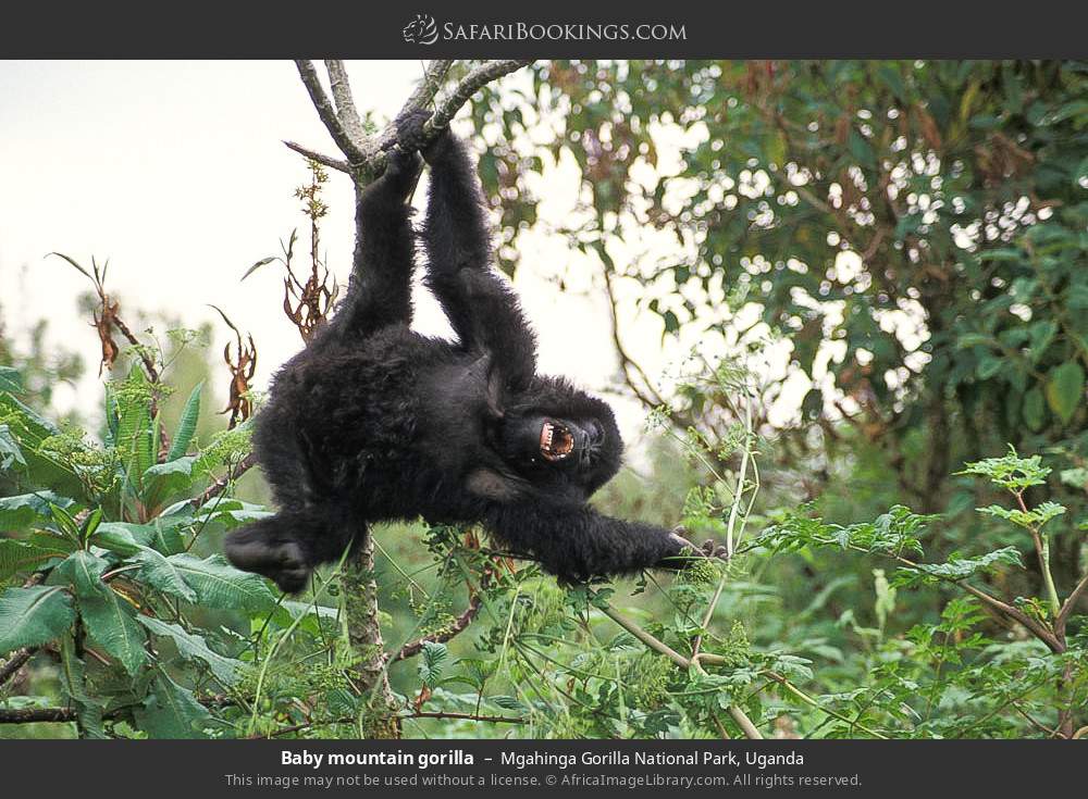 Baby mountain gorilla in Mgahinga Gorilla National Park, Uganda