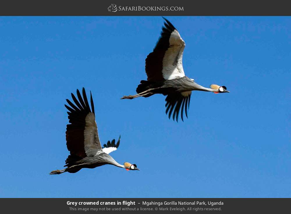 Grey crowned cranes in flight in Mgahinga Gorilla National Park, Uganda