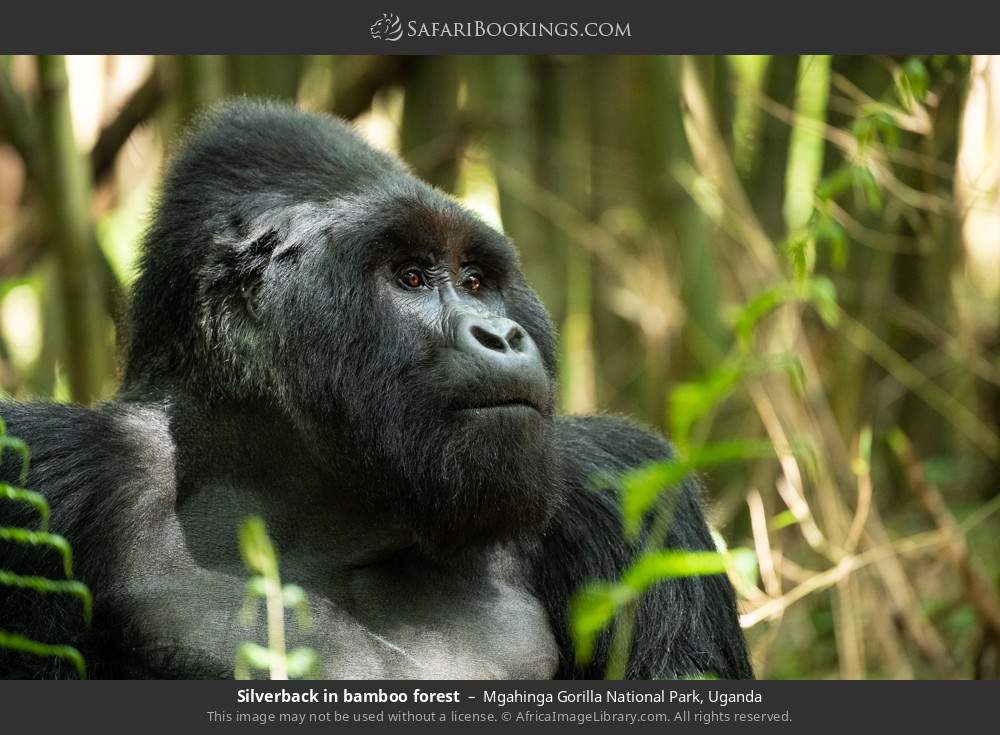 Silverback gorilla in bamboo forest in Mgahinga Gorilla National Park, Uganda