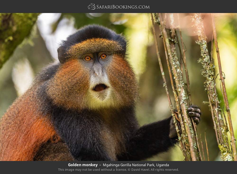 Golden monkey in Mgahinga Gorilla National Park, Uganda