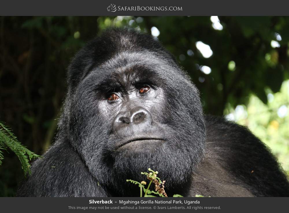 Silverback gorilla in bamboo forest in Mgahinga Gorilla National Park, Uganda