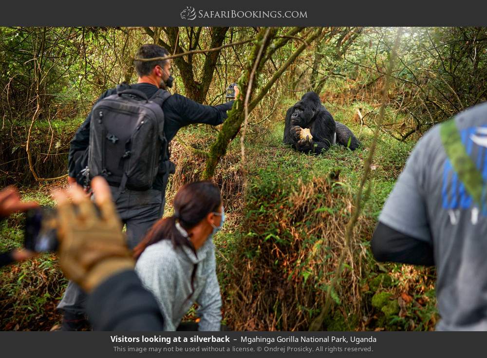 Visitors looking at a silverback gorilla in Mgahinga Gorilla National Park, Uganda