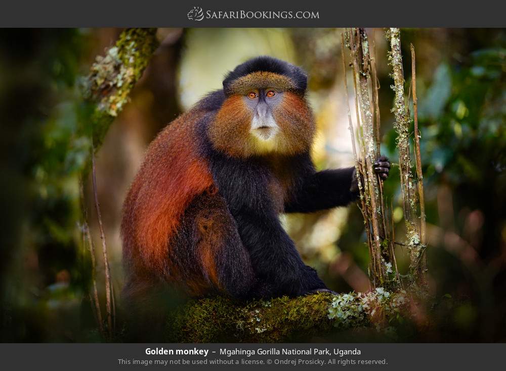 Golden monkey in Mgahinga Gorilla National Park, Uganda