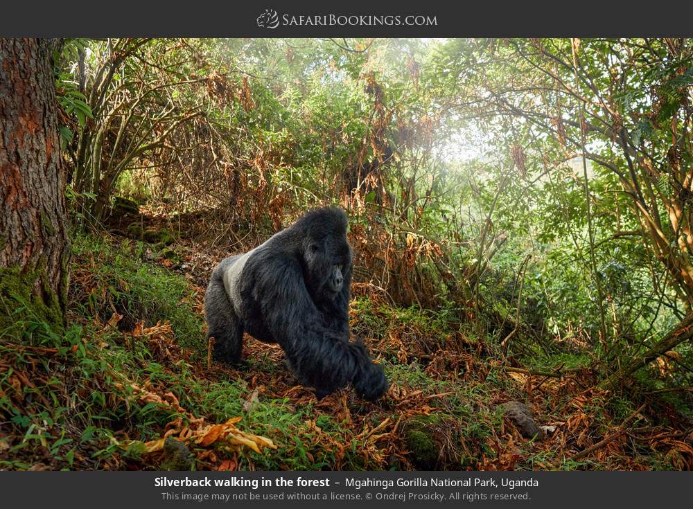 Silverback gorilla walking in the forest in Mgahinga Gorilla National Park, Uganda