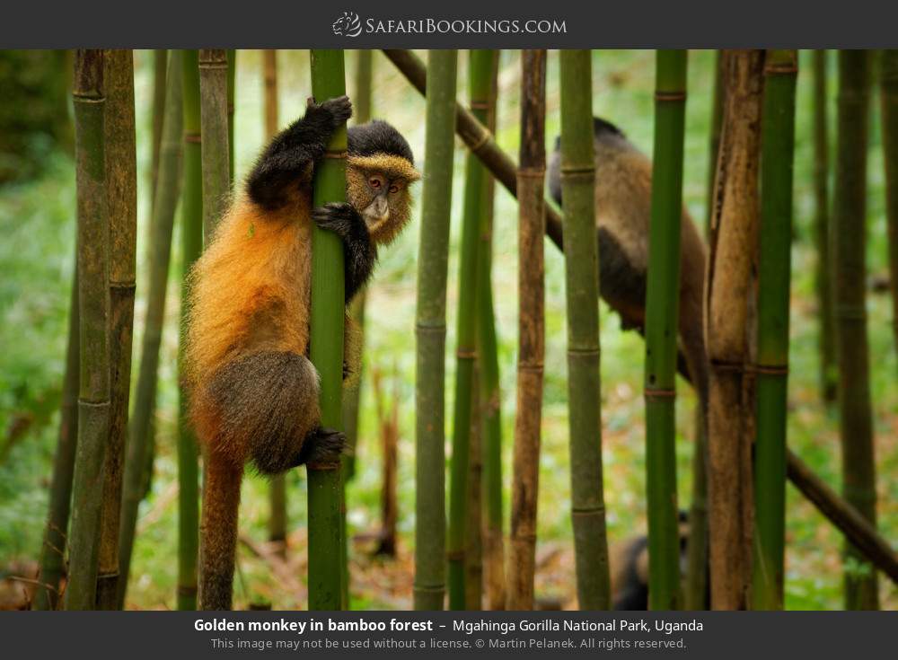 Golden monkey in bamboo forest in Mgahinga Gorilla National Park, Uganda