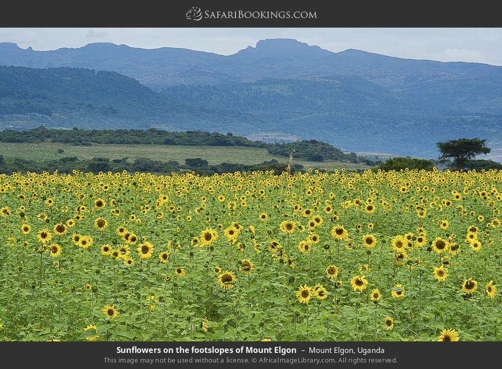 Sunflowers on the footslopes of Mount Elgon in Mount Elgon, Uganda