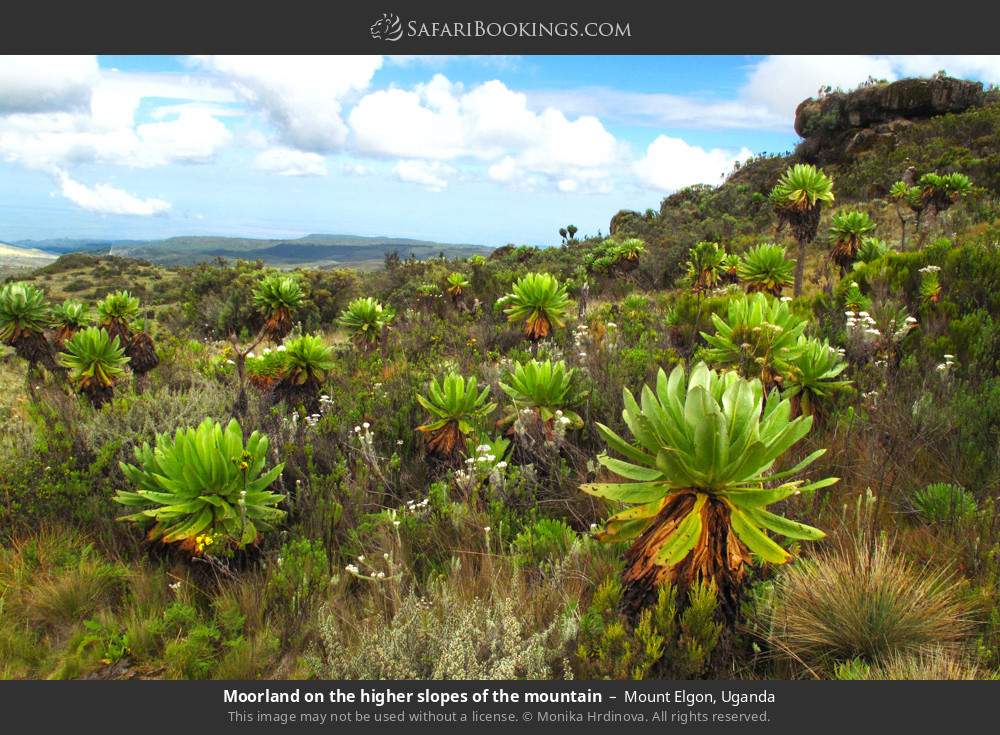 Moorland on the higher slopes of the mountain in Mount Elgon, Uganda