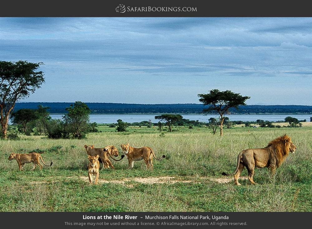 Lions at the Nile River in Murchison Falls National Park, Uganda