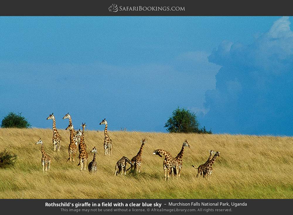 Rothschild's giraffe in a field with a clear blue sky in Murchison Falls National Park, Uganda