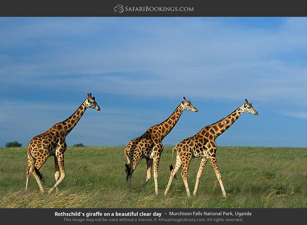 Rothschild's giraffe on a beautiful clear day in Murchison Falls National Park, Uganda