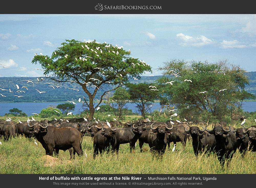 Herd of buffalo with cattle egrets at the Nile River in Murchison Falls National Park, Uganda
