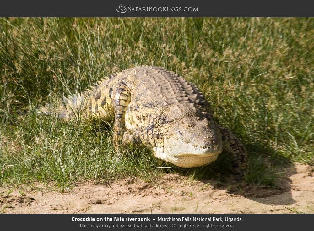 Crocodile on the Nile riverbank in Murchison Falls National Park, Uganda