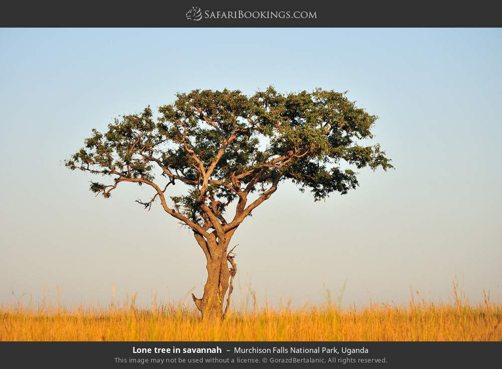 Lone tree in savannah in Murchison Falls National Park, Uganda