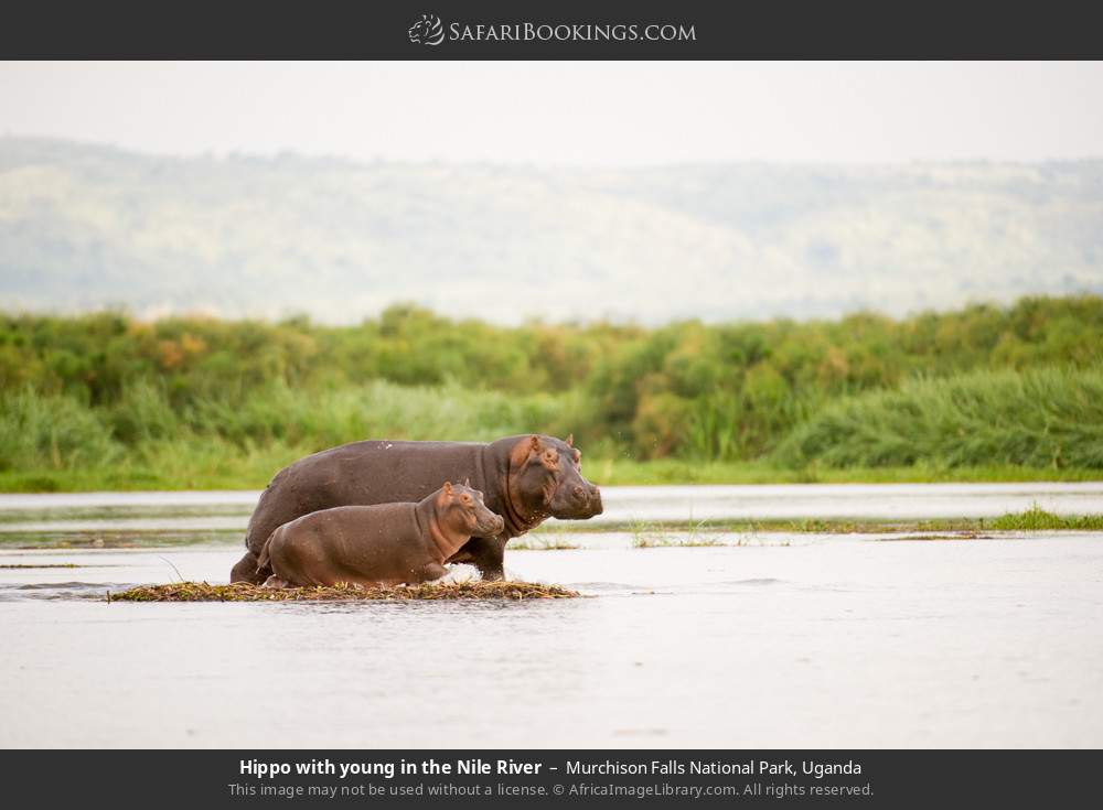 Hippo with young in the Nile River in Murchison Falls National Park, Uganda