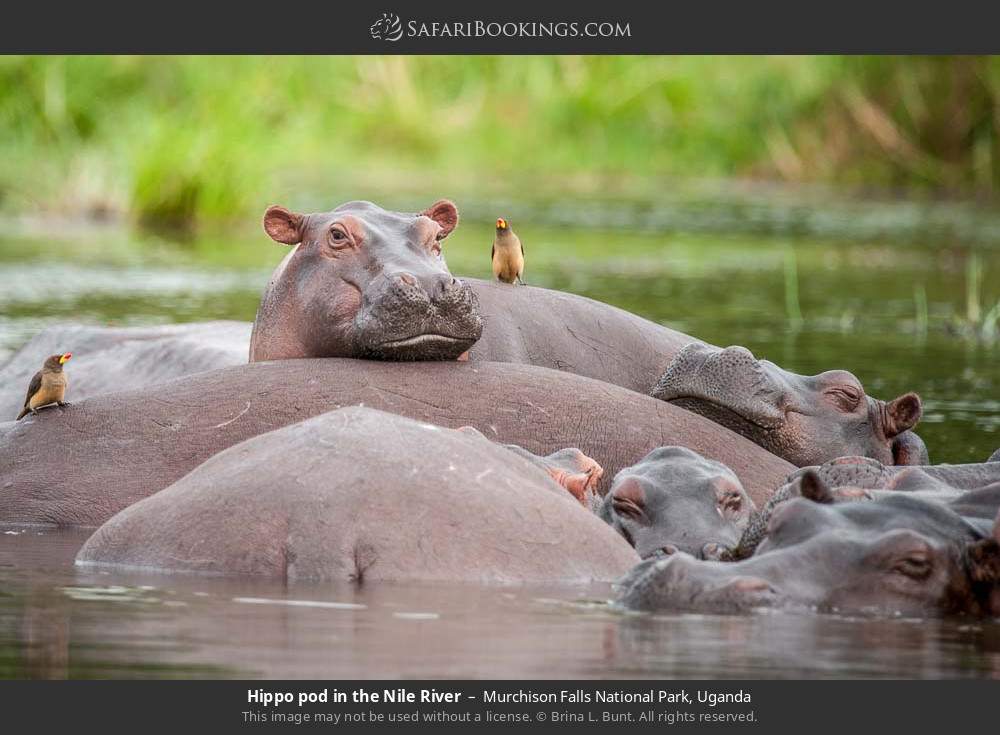 Hippo pod in the Nile River in Murchison Falls National Park, Uganda