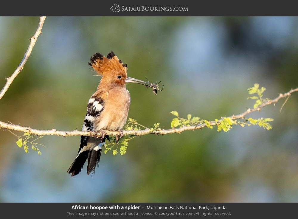 African hoopoe with a spider in Murchison Falls National Park, Uganda