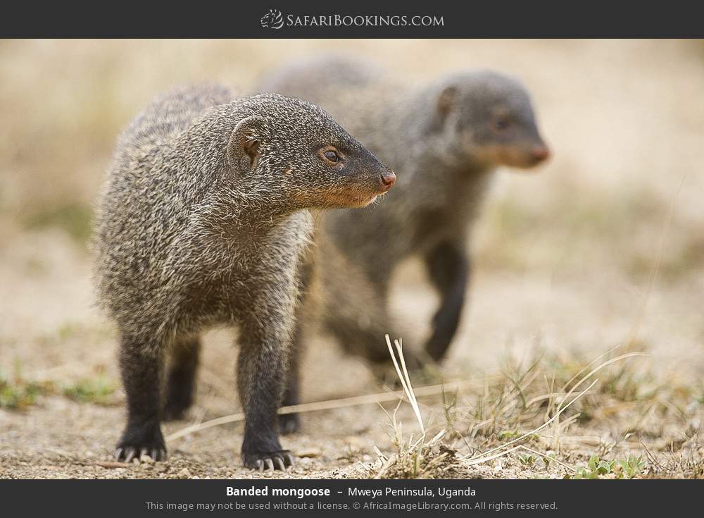 Banded mongoose in Mweya Peninsula, Uganda