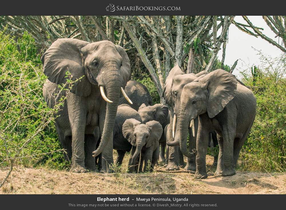 Elephant herd in Mweya Peninsula, Uganda