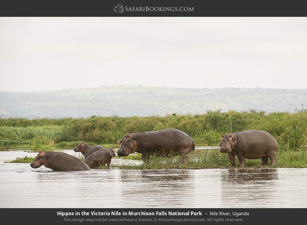 Uganda Safari: 3-day Murchison Falls, Chimpanzee, Ziwa Rhino Sanctuary